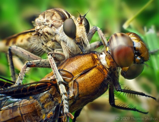 Illustration for article titled Things that make you go 'Nope': WTFlies!